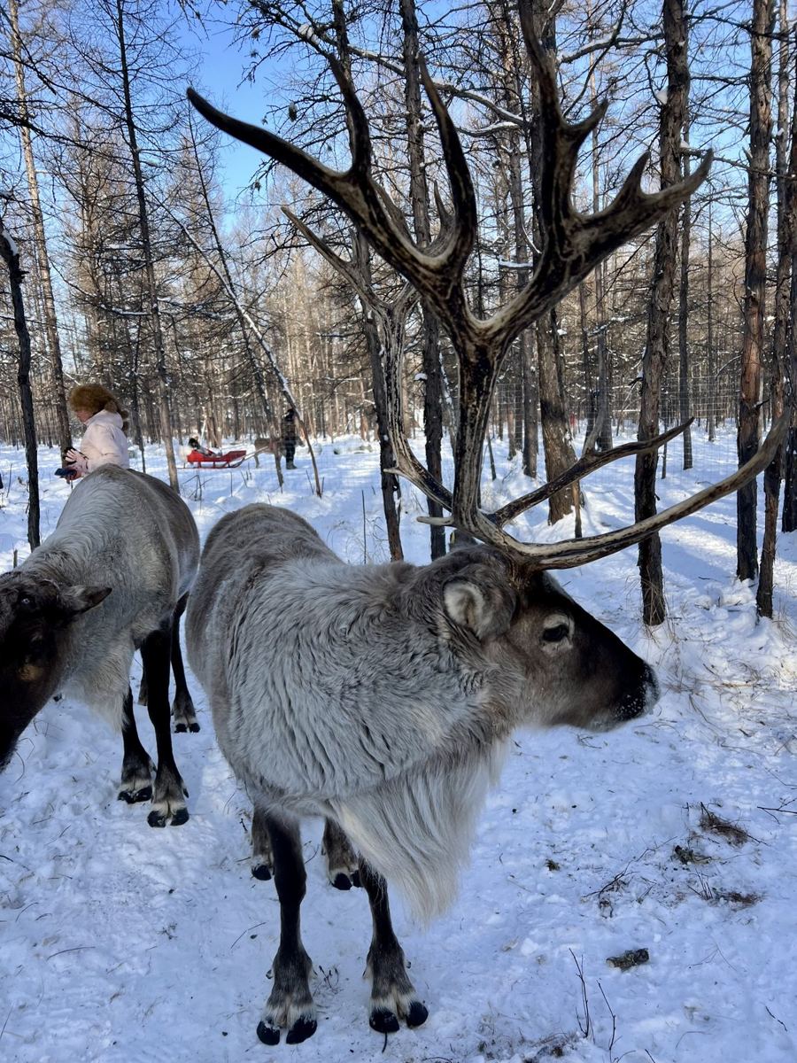 Reindeer with big antlers standing in a snowy forest at Aoluguya
