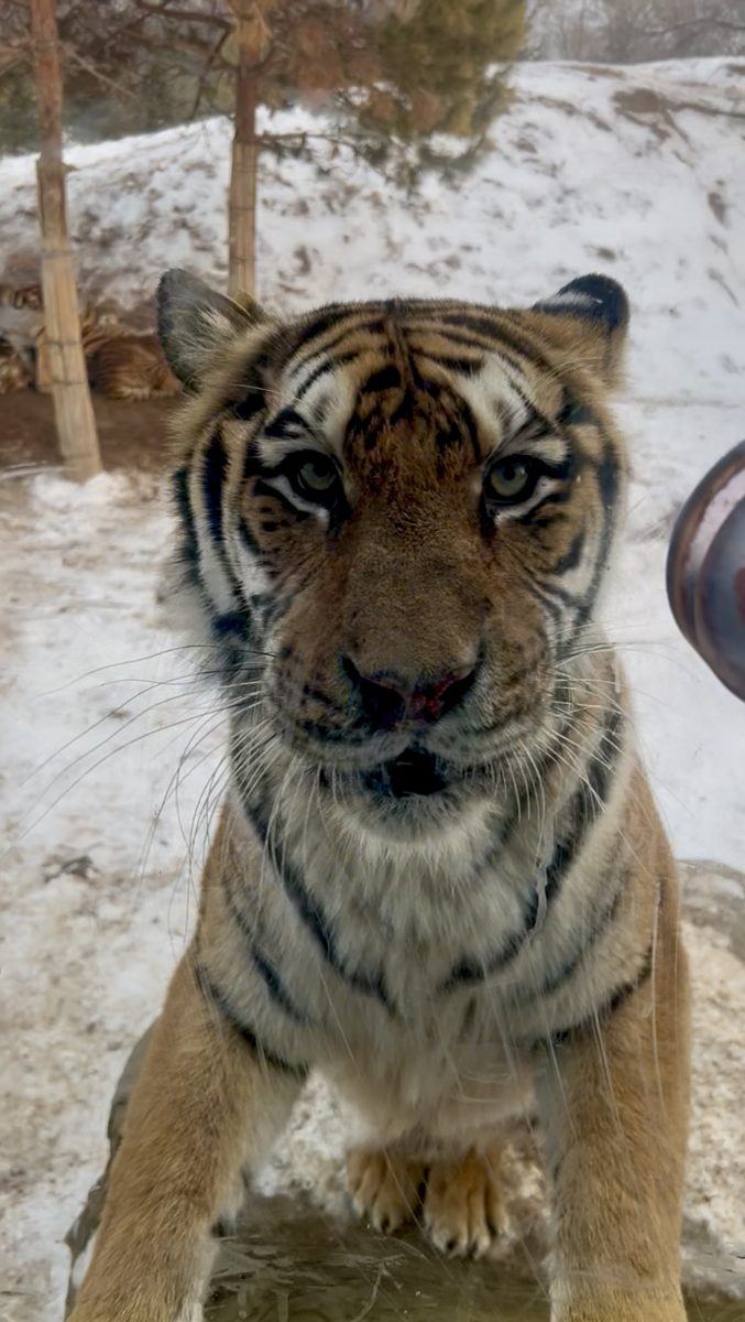 A Siberian tiger up close at the window of the tour vehicle at Harbin Siberian Tiger Park